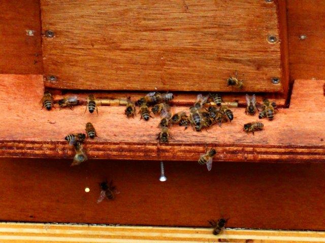 bijen close